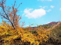 山中最后的秋色 ——秦岭团标峪O型小穿越