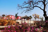 年年岁岁柿柿红——富平柿子村掠影