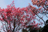 辛夷高开满上头——四川江油赏辛夷花