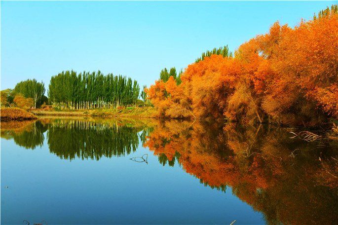 巴楚有迄今世界最大、保存最完好的316万亩野生胡杨林。图为秋日下的南闸的金胡杨与钻天杨争奇斗艳相映生辉。  摄影 龙方林_看图王.jpg