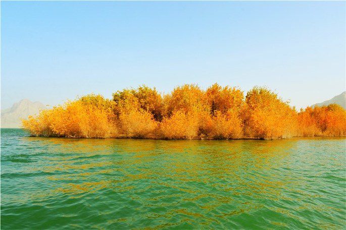 叶尔羌河上的金色胡杨岛。  摄影 龙方林_看图王.jpg