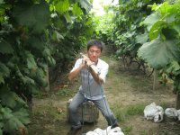 买葡萄园的好去处