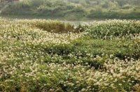 【原创】六郎方村渡口行 水网行十一