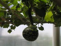 世界花卉大观园