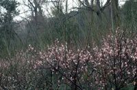 【原创】梅开二度上神山 一