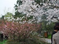 西湖花事——烟花三月下江南之五