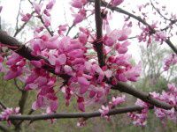 雨中游南京植物园