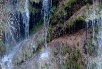 丫山牡丹又一年 三