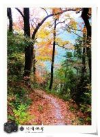 那年的红枫，落，落，落(一）