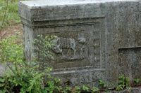 丫山牡丹又一年 五