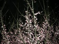 一夜清香袭山河  满园春色染乾坤