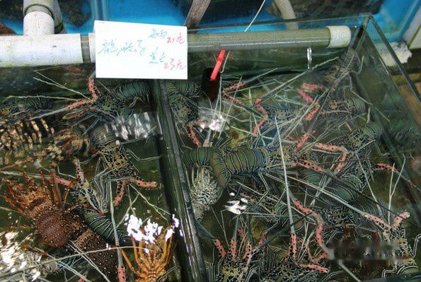 南丫岛自助游图片