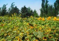 【原创】植物园的一小片向日葵