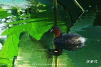 只剩鸊鷉【原创-摄影】