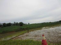 广西行【六】明江那奇瑰的花山崖画