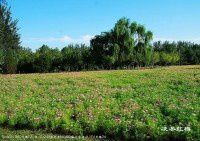 【原创】奥林匹克森林公园北园的花田