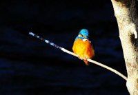 北植的小翠【原创-摄影】