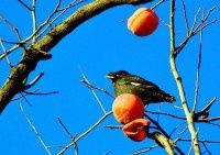 诸鸟闹林【原创-摄影】