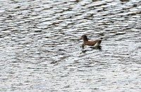 六渡打鸟之四【原创-摄影】