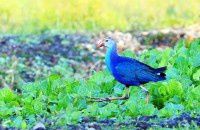 云南之旅D13【原创-摄影】