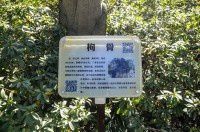 古树名木1151枸骨100年【青浦曲水园】机云亭