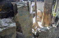 古树名木0577桧柏200年【青浦曲水园】假山北