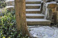 古树名木0578桧柏200年【青浦曲水园】大假山南