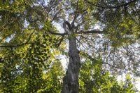 古树名木0579桧柏200年【青浦曲水园】假山顶东面