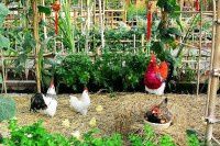 新见到的植物【原创-摄影】