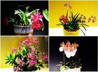 北植兰花展【原创-摄影】