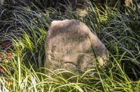 古树名木0614罗汉松200年【青浦曲水园】凝和堂