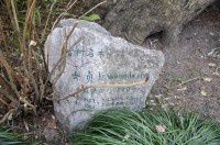 古树名木1207女贞100年【青浦曲水园】北竹榭西