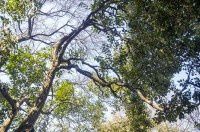 古树名木1208女贞100年【青浦曲水园】假山洞门