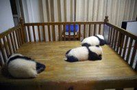 巴蜀行(9) 成都大熊猫繁育基地