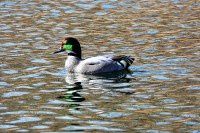 再拍罗纹鸭【原创-摄影】