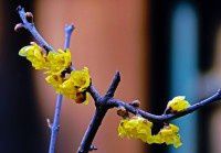 乐农轩的蜡梅【原创-摄影】