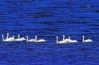 大港的疣鼻天鹅【原创-摄影】