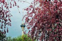 落英缤纷【原创-摄影】