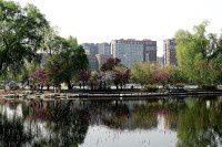 欣赏晚樱【原创-摄影】