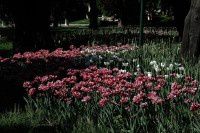 春去夏来【原创-摄影】