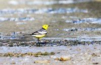 晓月湖水鸟-3【原创-摄影】