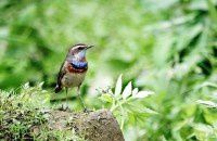 今年首拍蓝点颏【原创-摄影】