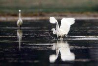 再去晓月湖【原创-摄影】