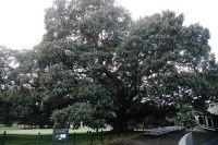 澳新游D7【原创-摄影】