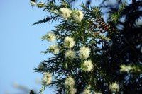 澳新的花之1[原创-摄影]