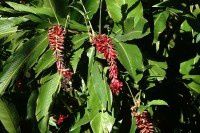 澳新的花之2[原创-摄影]