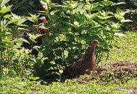 还拍环颈雉【原创-摄影】