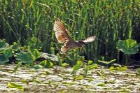 还是没拍到【原创-摄影】