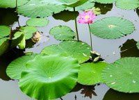 紫竹院夏荷【原创-摄影】