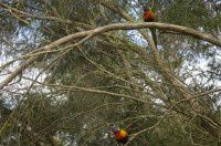 澳大利亚自由行（6）阿德莱德野生动物园